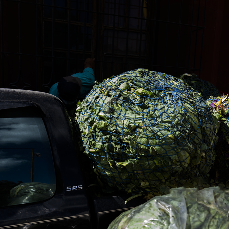 Giant Lettuce